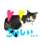愛ネコ 愛猫（個別スタンプ：24）