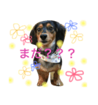 くっきーず（個別スタンプ：6）