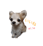 ピース専用スタンプ（個別スタンプ：5）