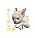 ピース専用スタンプ（個別スタンプ：11）