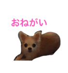 ピース専用スタンプ（個別スタンプ：14）