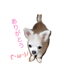 ピース専用スタンプ（個別スタンプ：16）