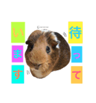 ポアちゃんライちゃん（個別スタンプ：11）