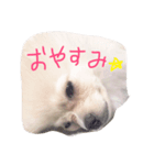 ぼく、コロン（個別スタンプ：1）