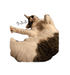 ねこあいさつ2（個別スタンプ：1）
