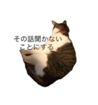 ねこあいさつ2（個別スタンプ：5）