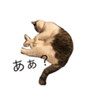 ねこあいさつ2（個別スタンプ：6）