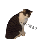 ねこあいさつ2（個別スタンプ：13）