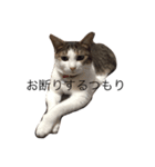 ねこあいさつ2（個別スタンプ：14）