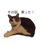 ねこあいさつ2（個別スタンプ：15）