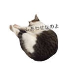 ねこあいさつ2（個別スタンプ：24）