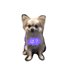 My love pet（個別スタンプ：3）