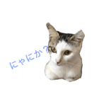 ねこみげ（個別スタンプ：1）