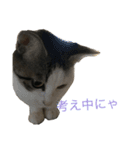 ねこみげ（個別スタンプ：3）