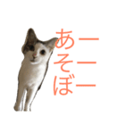 ねこみげ（個別スタンプ：4）