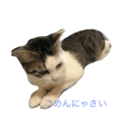 ねこみげ（個別スタンプ：5）