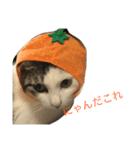 ねこみげ（個別スタンプ：6）
