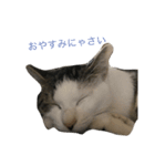 ねこみげ（個別スタンプ：7）