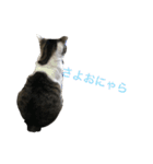 ねこみげ（個別スタンプ：8）