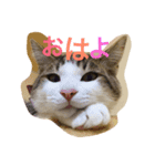 ねこすこ。（個別スタンプ：1）
