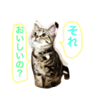 ねこすこ。（個別スタンプ：3）