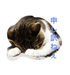 ねこすこ。（個別スタンプ：4）