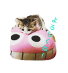 ねこすこ。（個別スタンプ：5）