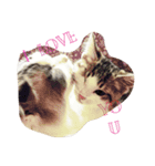 ねこすこ。（個別スタンプ：6）