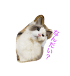 ねこすこ。（個別スタンプ：7）