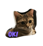 ねこちゃんあいさつ（個別スタンプ：1）