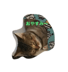 ねこちゃんあいさつ（個別スタンプ：2）