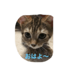 ねこちゃんあいさつ（個別スタンプ：3）