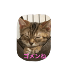 ねこちゃんあいさつ（個別スタンプ：4）