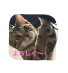 ねこちゃんあいさつ（個別スタンプ：5）
