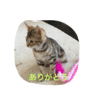 ねこちゃんあいさつ（個別スタンプ：6）