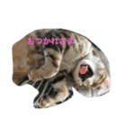 ねこちゃんあいさつ（個別スタンプ：7）