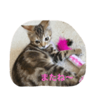 ねこちゃんあいさつ（個別スタンプ：8）