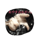 チョコチップクッキー！！（個別スタンプ：8）