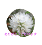 FLOWERZ（個別スタンプ：6）