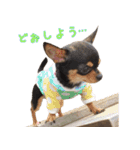 仲良しチワワのコロティアモvol.3（個別スタンプ：4）
