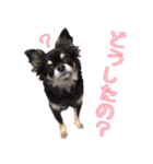 仲良しチワワのコロティアモvol.3（個別スタンプ：5）