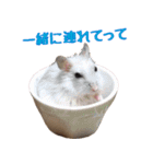 仲良しチワワのコロティアモvol.3（個別スタンプ：12）