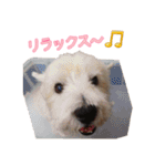 仲良しチワワのコロティアモvol.3（個別スタンプ：14）