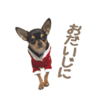仲良しチワワのコロティアモvol.3（個別スタンプ：22）