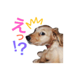 ミニチュアダックス@ルーク（個別スタンプ：17）
