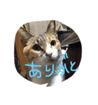 ちゃー＆ちゃむ（個別スタンプ：5）