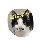 ちゃー＆ちゃむ（個別スタンプ：8）