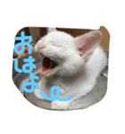 福来にゃんズ（個別スタンプ：1）
