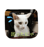 福来にゃんズ（個別スタンプ：4）