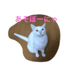 福来にゃんズ（個別スタンプ：8）